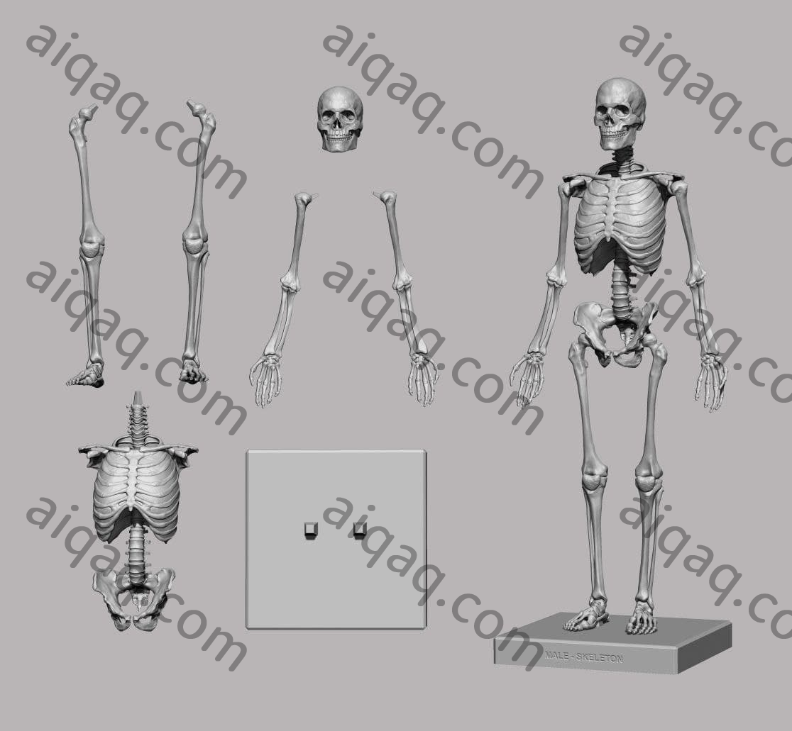 人形全骨架模型-STL下载网_3D打印模型网_3D打印机_3D模型库
